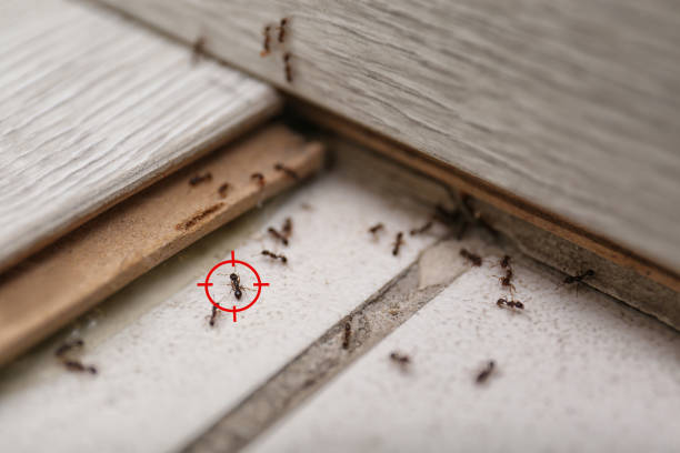 Insect Control in Greenville, OH