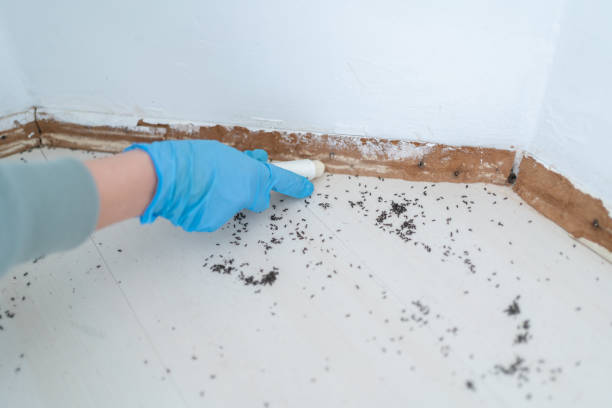 Best Flea Control Services  in Greenville, OH
